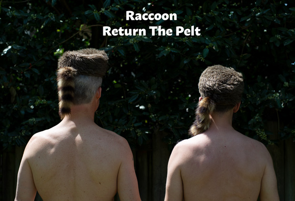 Raccoon, a podcast episode in BELT: A 2-Man Memoir. How do we become Eco-Men? Return the pelt. Eat a leaf. Bushwhack a new path.